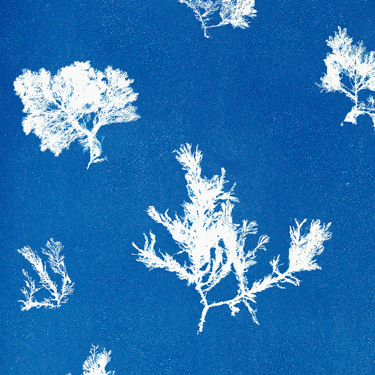 Ptilota plumosa. ß capillaris