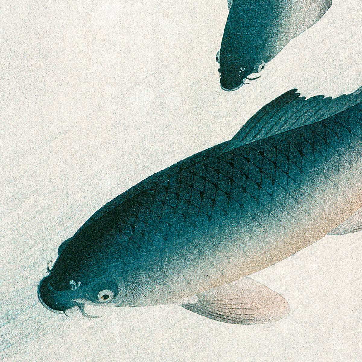 Carp or Koi