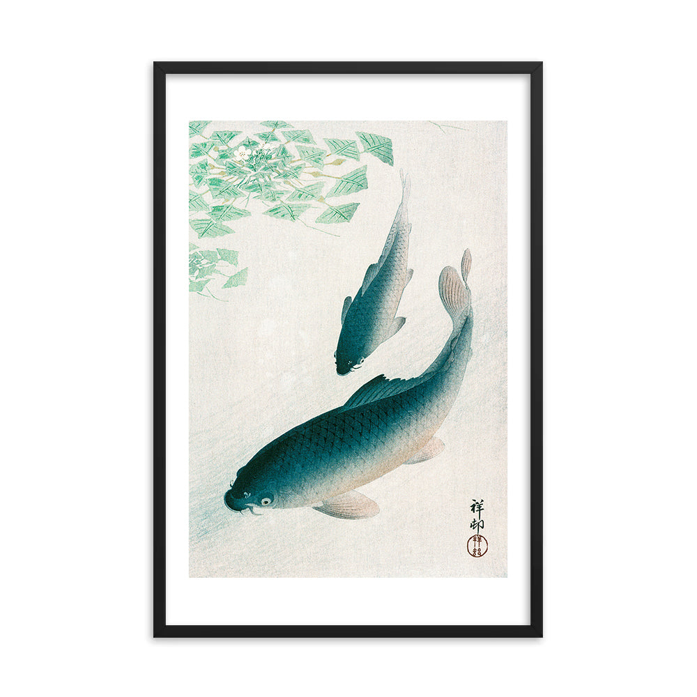 Carp or Koi