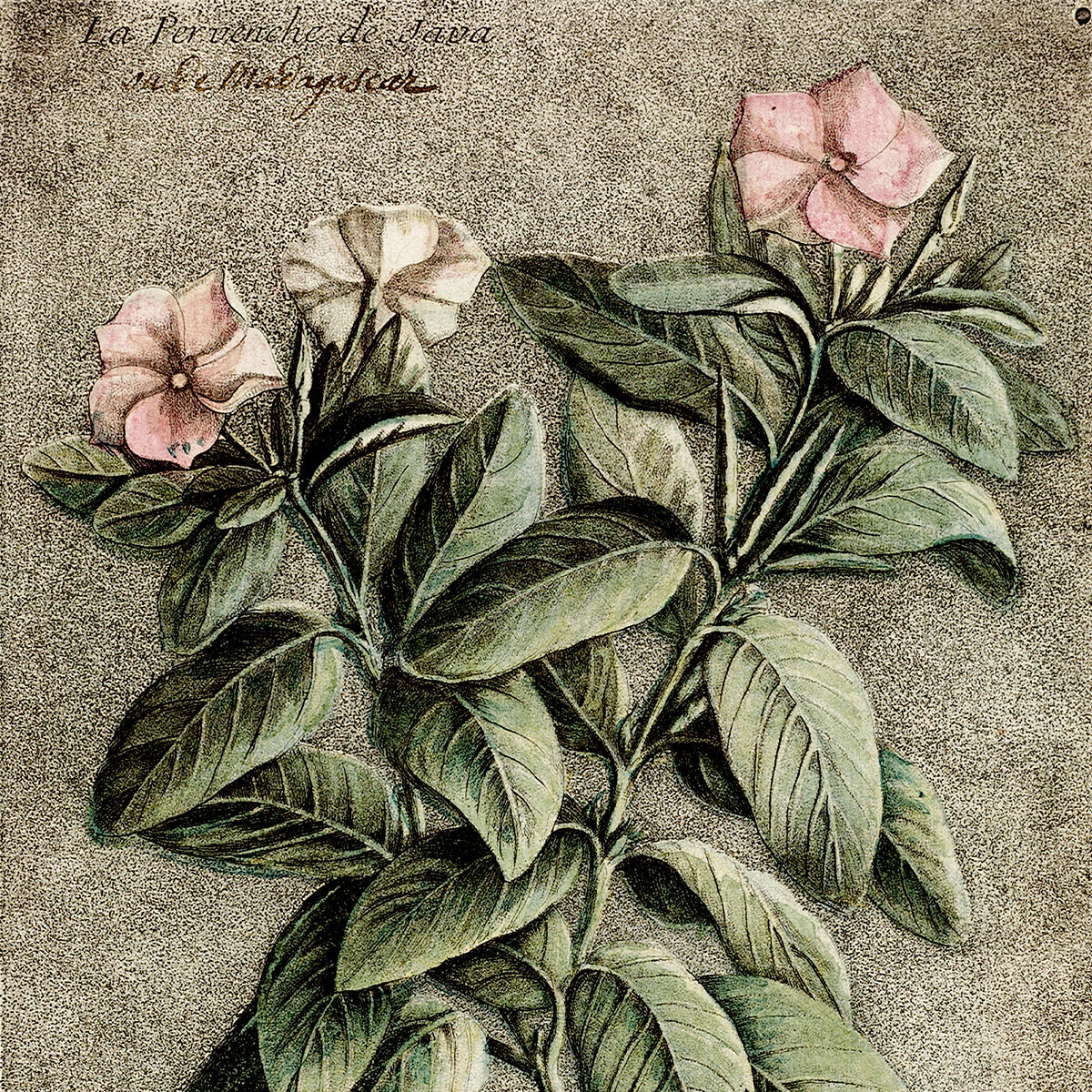 The Periwinkle of Java