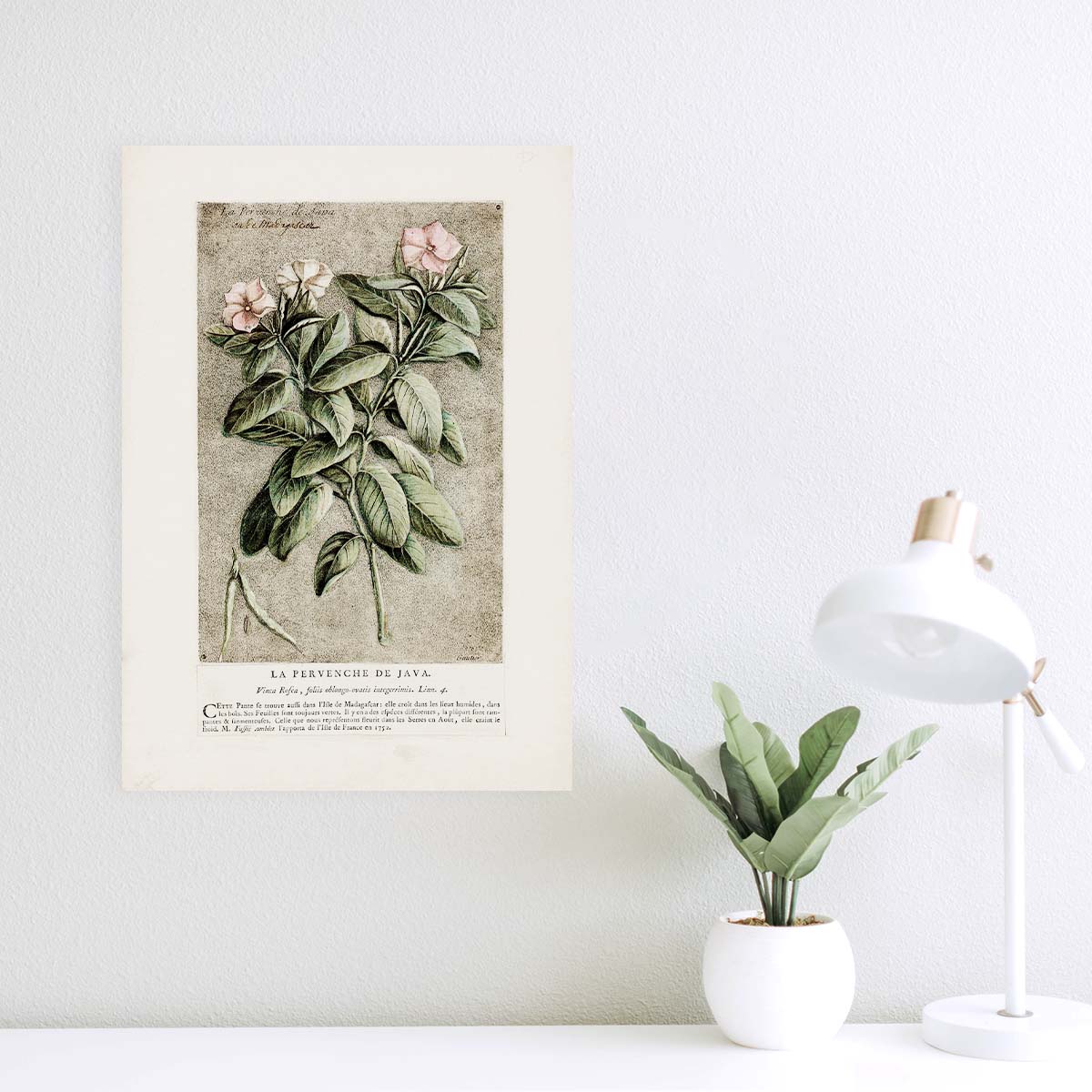 The Periwinkle of Java