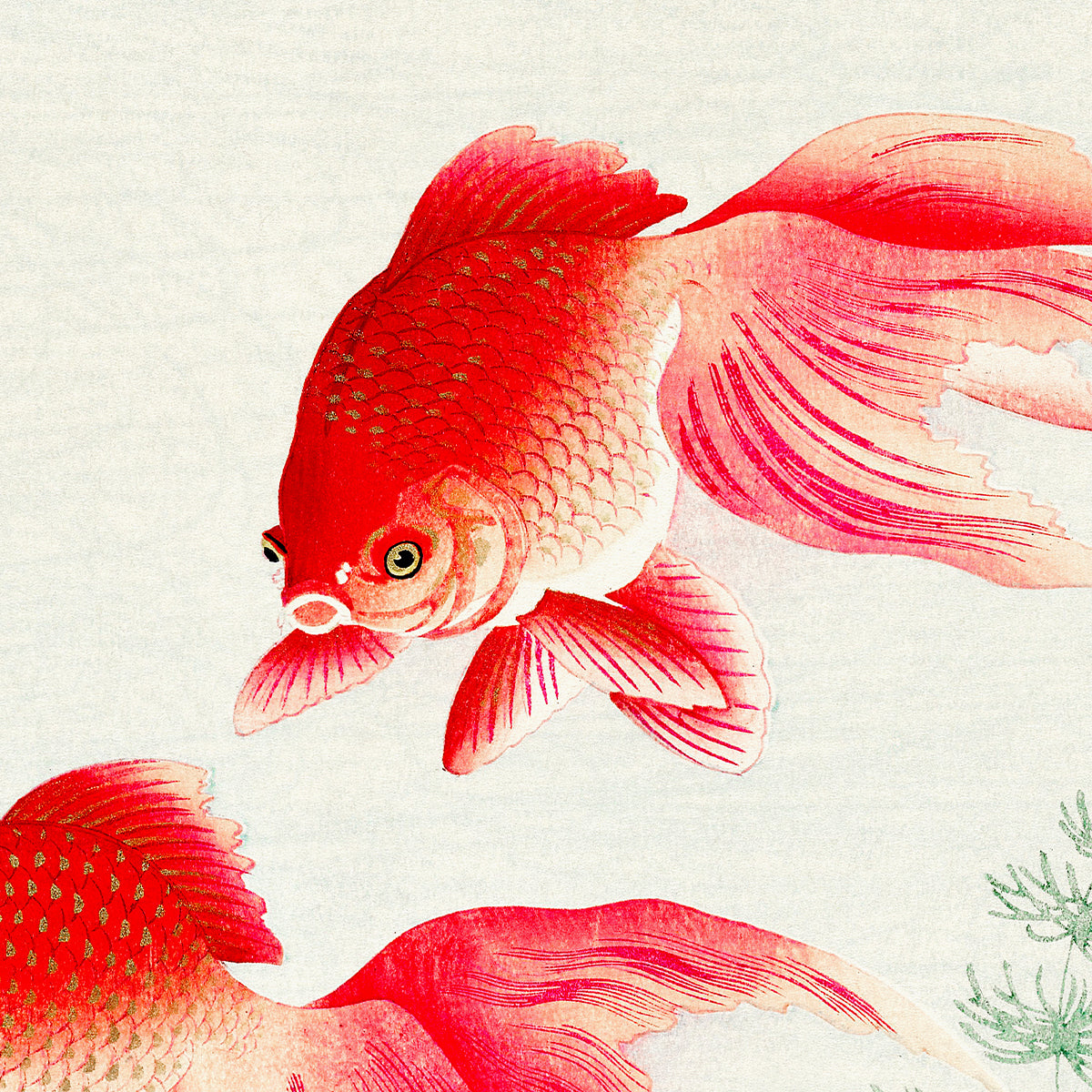 Two veil goldfish