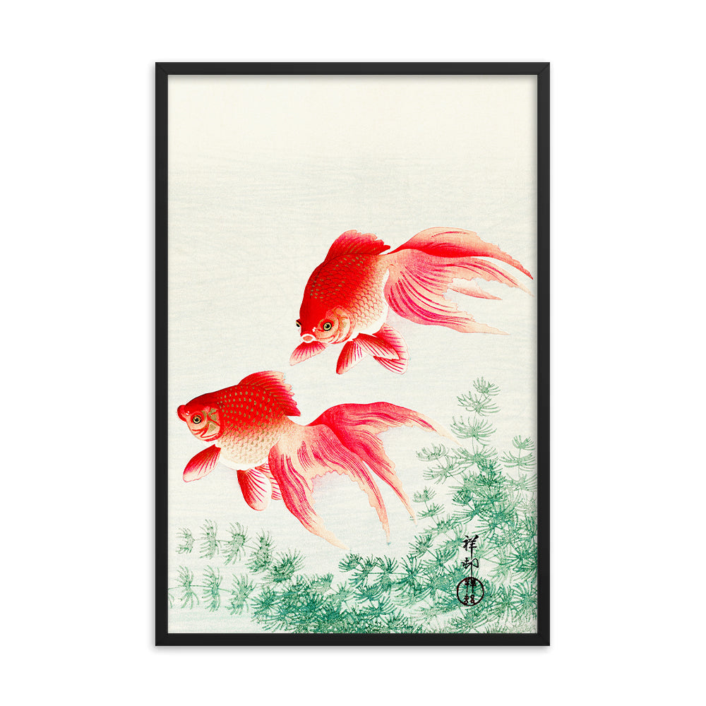 Two veil goldfish