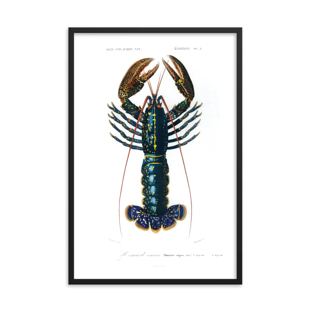 Crimson Crawfish