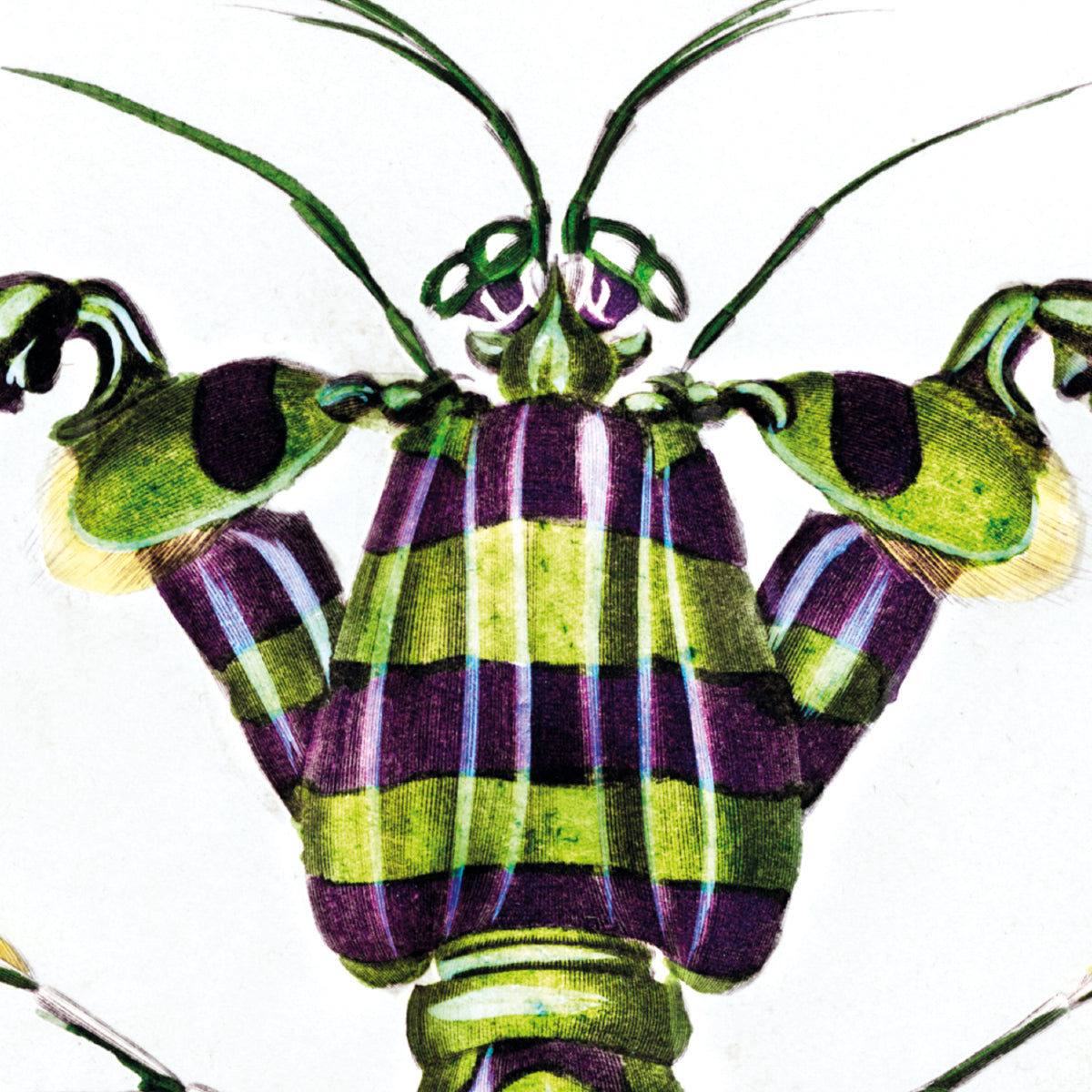 Giant Mantis Shrimp