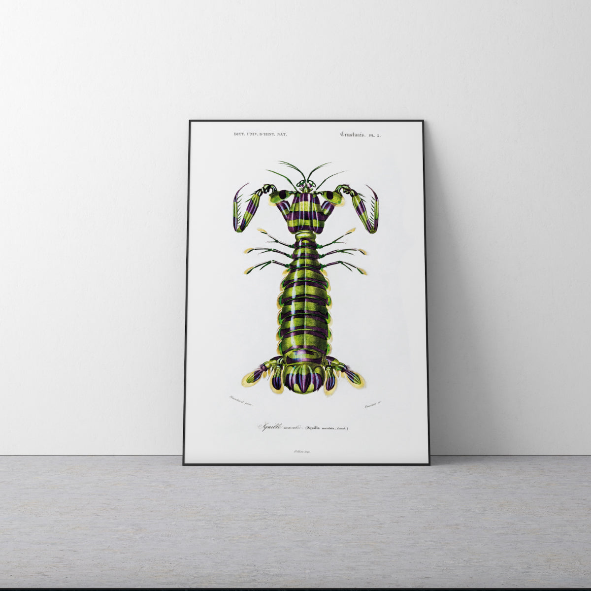 Giant Mantis Shrimp