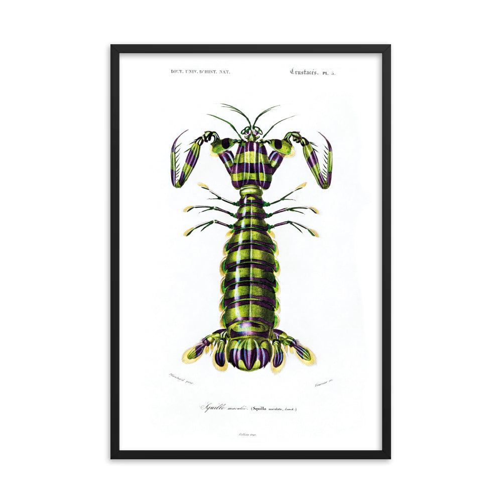 Giant Mantis Shrimp