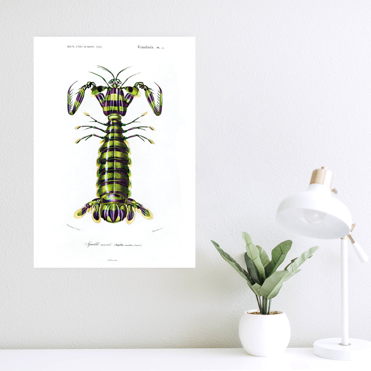 Giant Mantis Shrimp