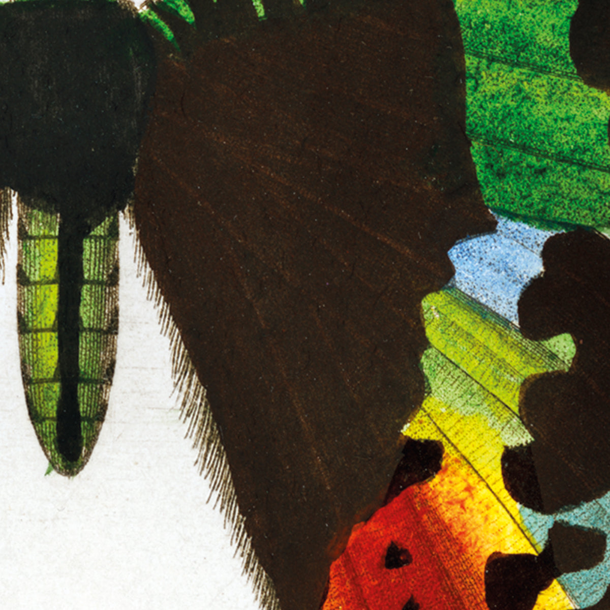 Madagascan Sunset Moth