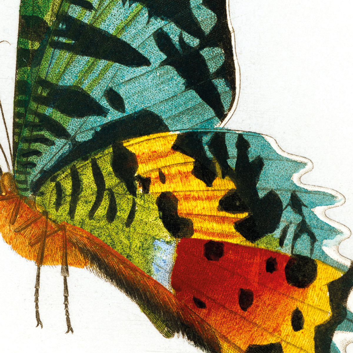 Madagascan Sunset Moth