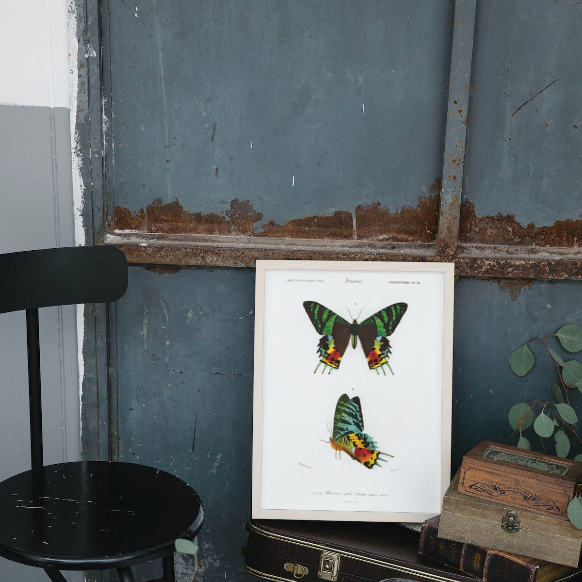 Madagascan Sunset Moth