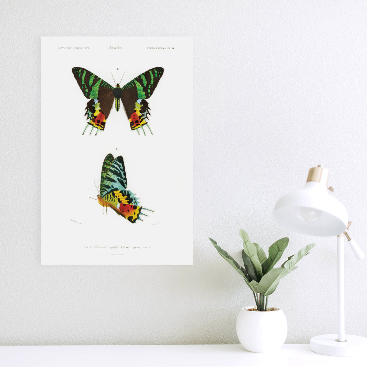 Madagascan Sunset Moth
