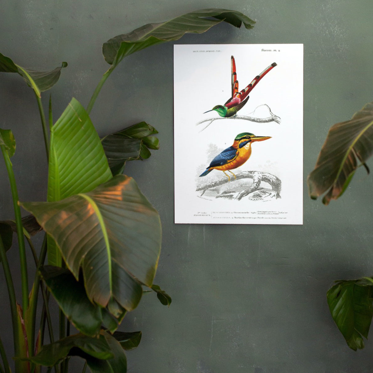 Two Birds