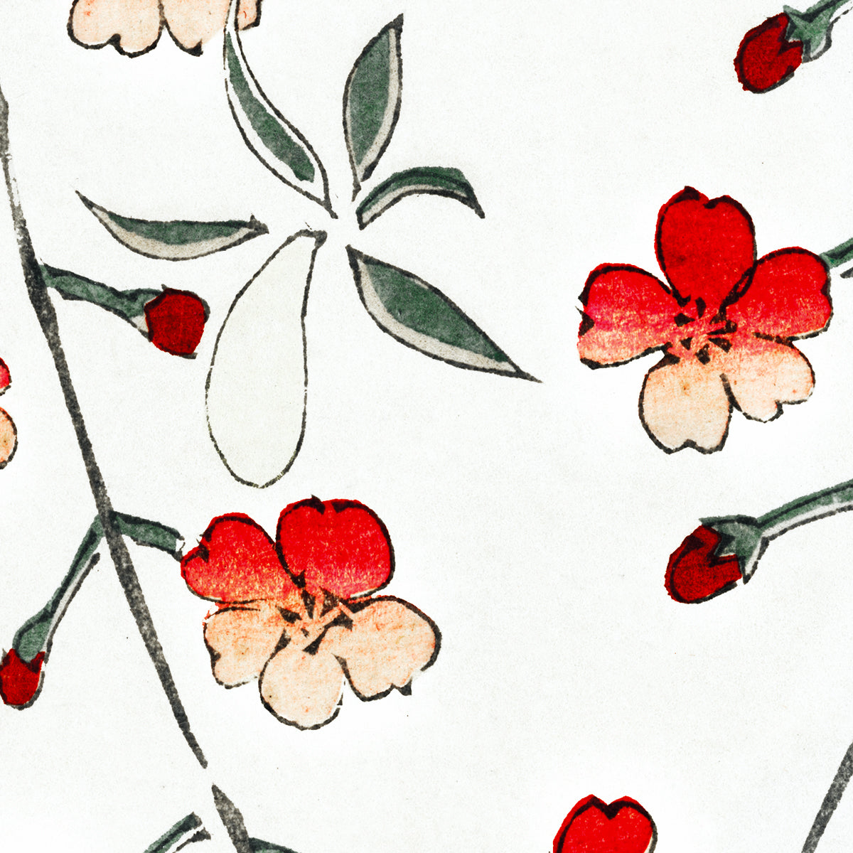 Cherry blossom