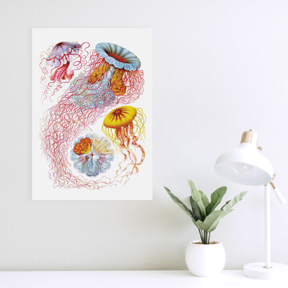 Discomedusae – Jellyfish