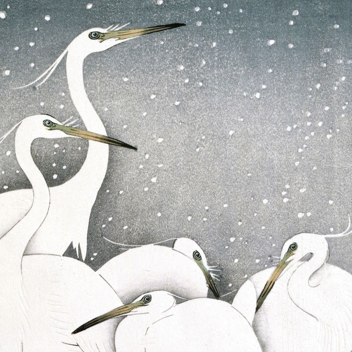 Group of Egrets