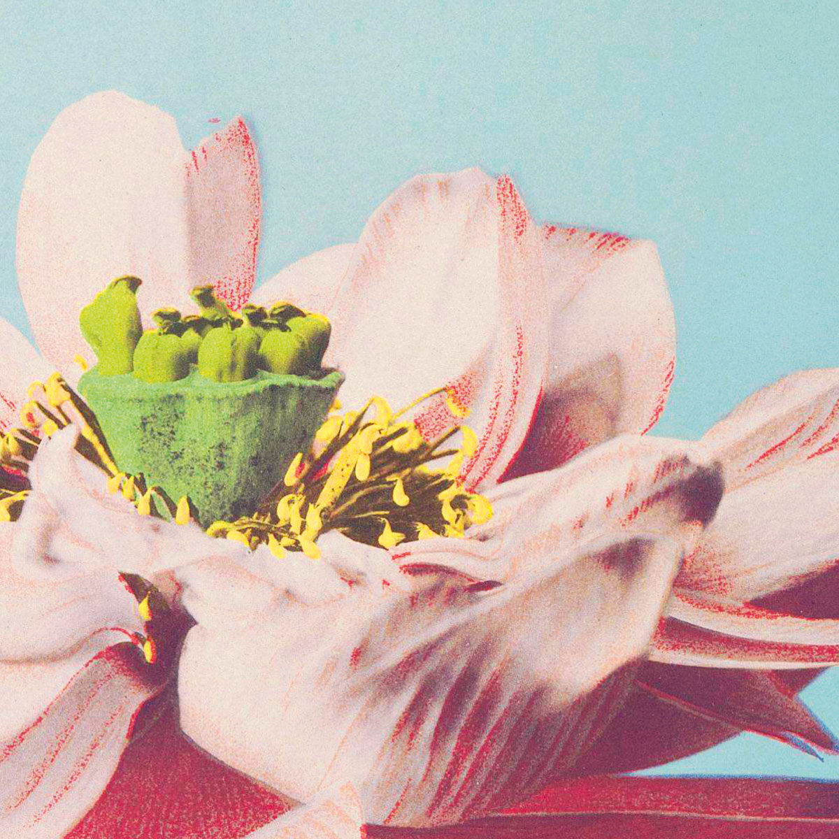 Lotus Blume