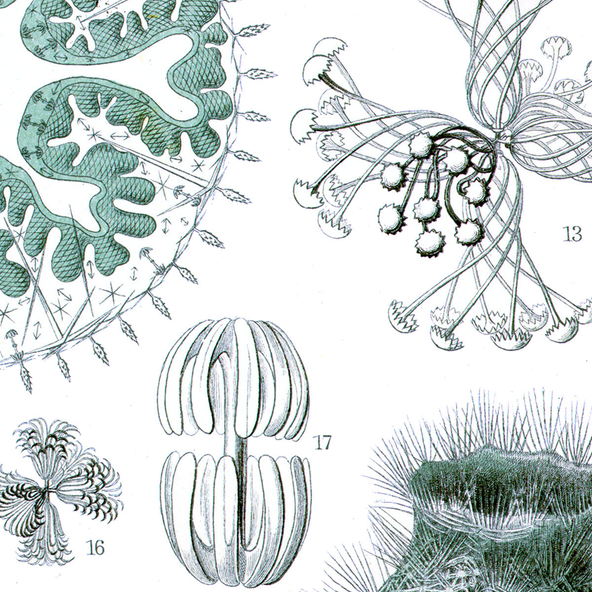 Hexactinellae - Sponge