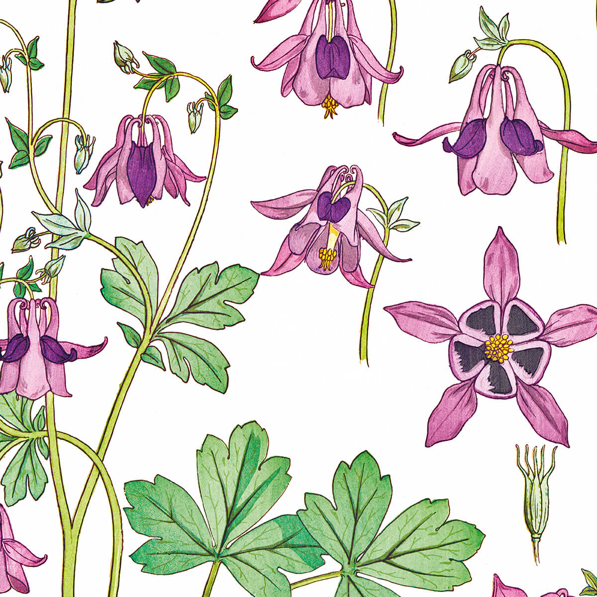 Ancolie (Columbine) - #10