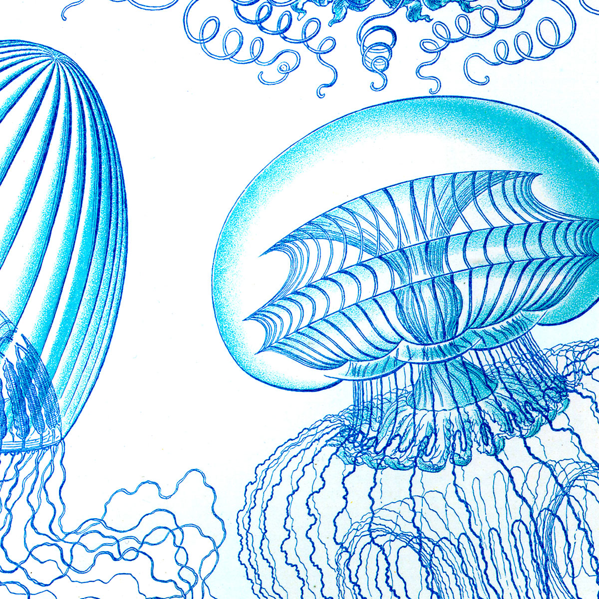 Leptomedusae - Jellyfish