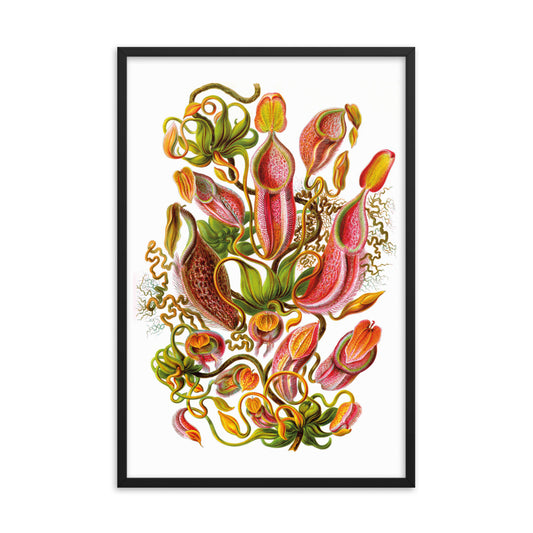 Nepenthaceae - Pitcher Plant