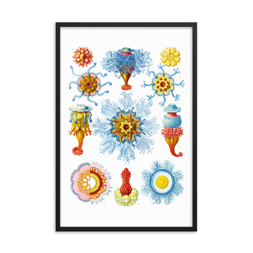 Siphonophorae - Jellyfish