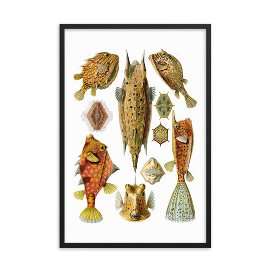 Ostraciidae - Fish