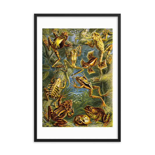 Batrachia - Frogs
