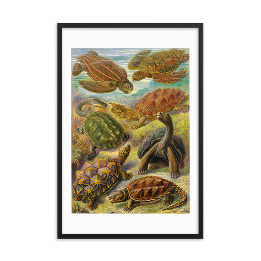 Chelonia - Turtles