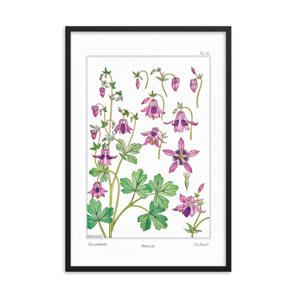 Ancolie (Columbine) - #10