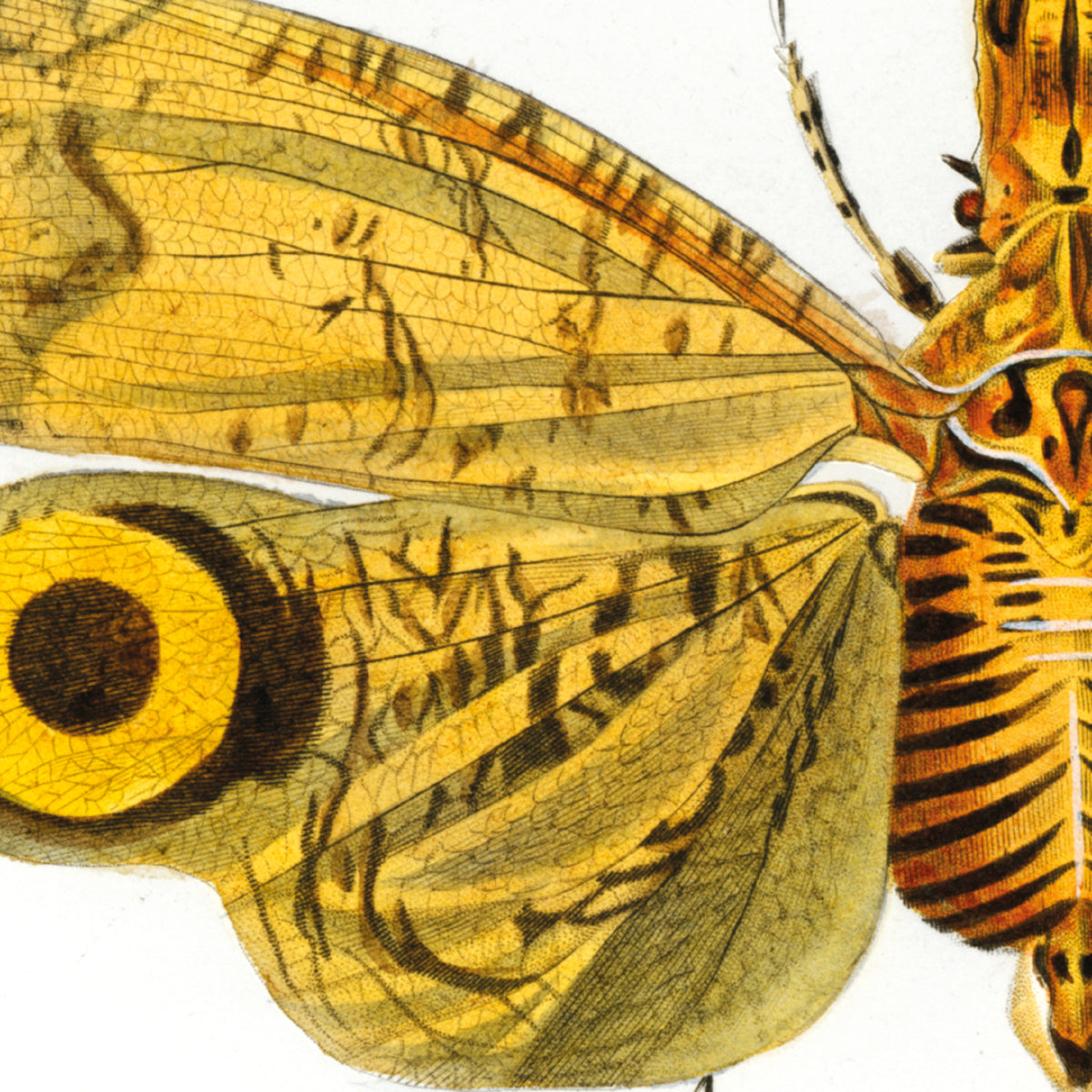 Fulgora Graciliceps