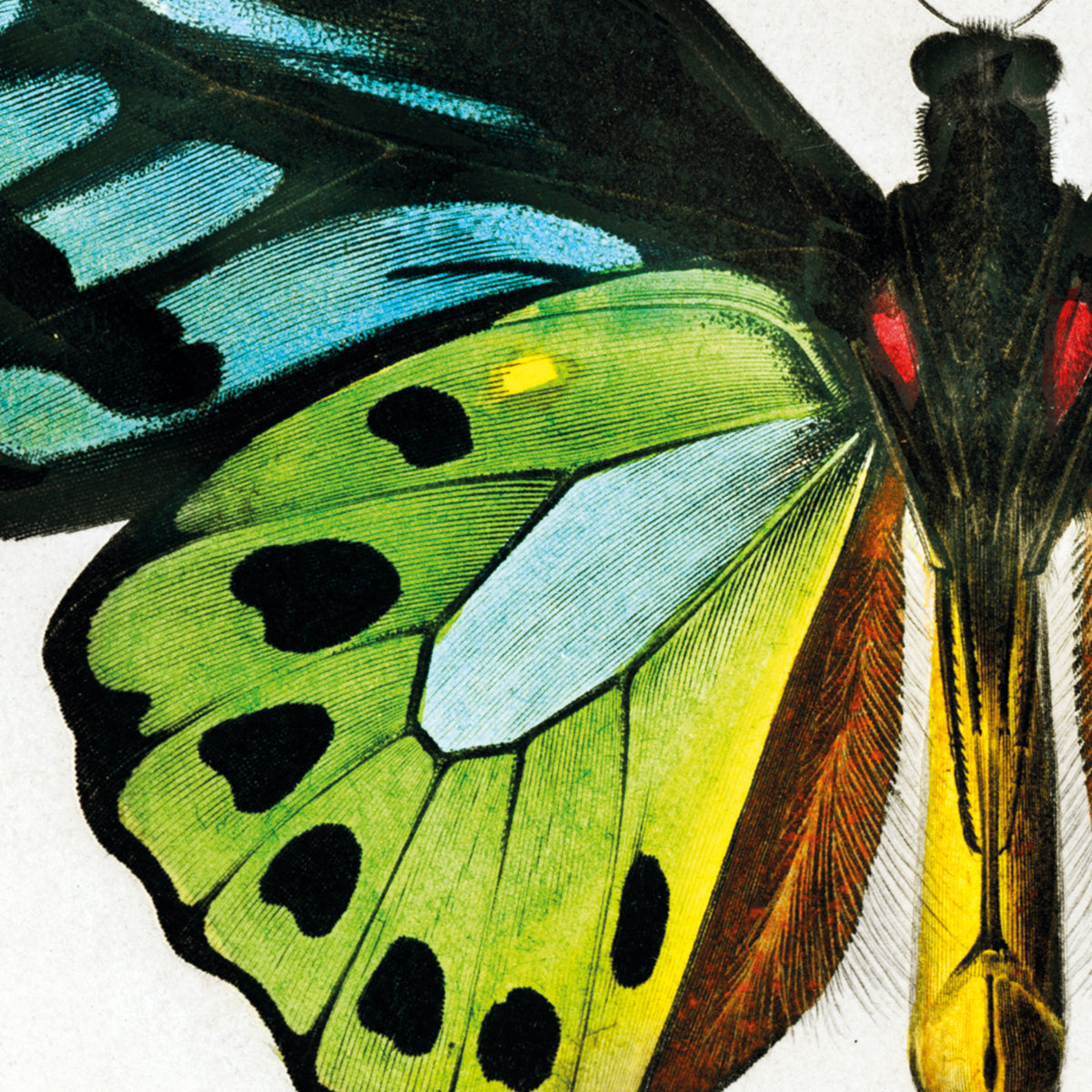 Green Birdwing