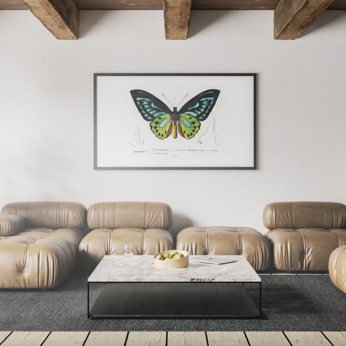 Green Birdwing