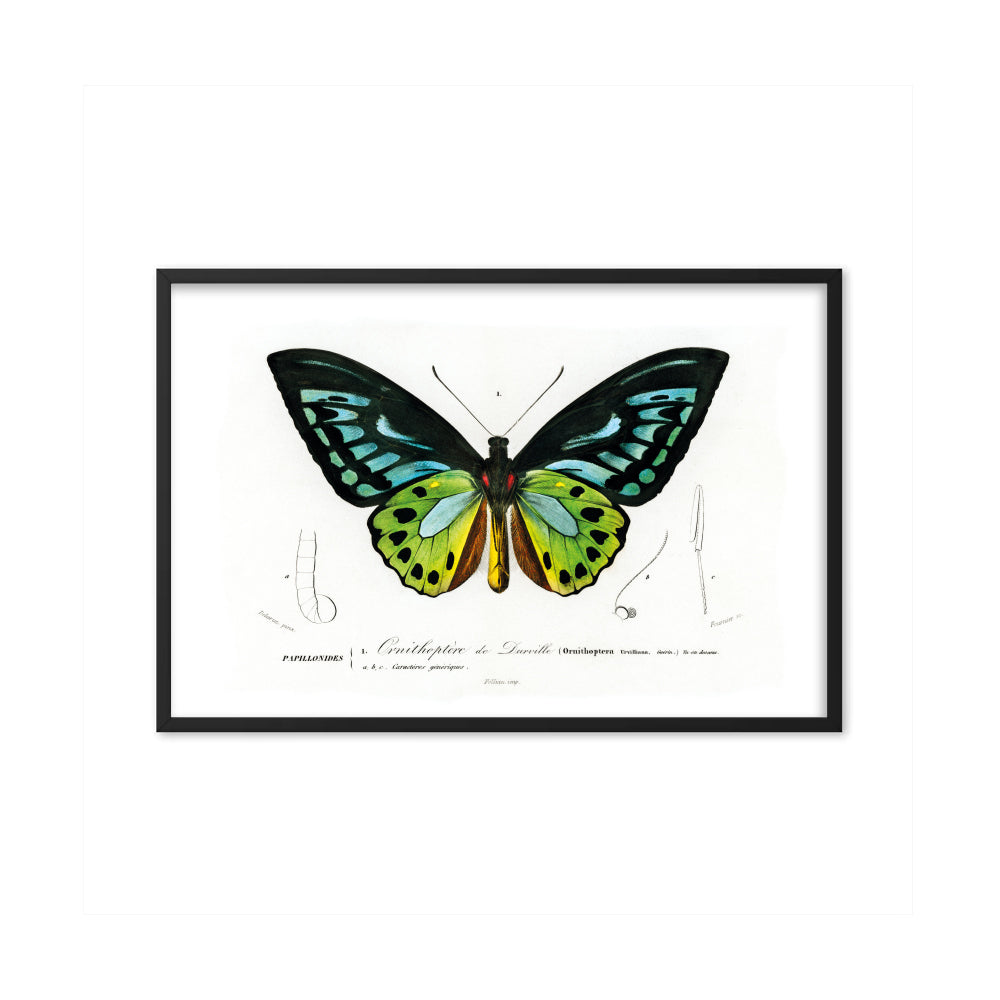 Green Birdwing