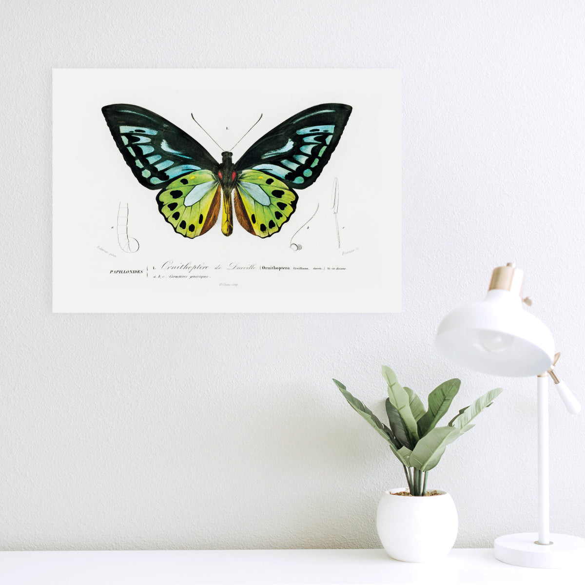 Green Birdwing
