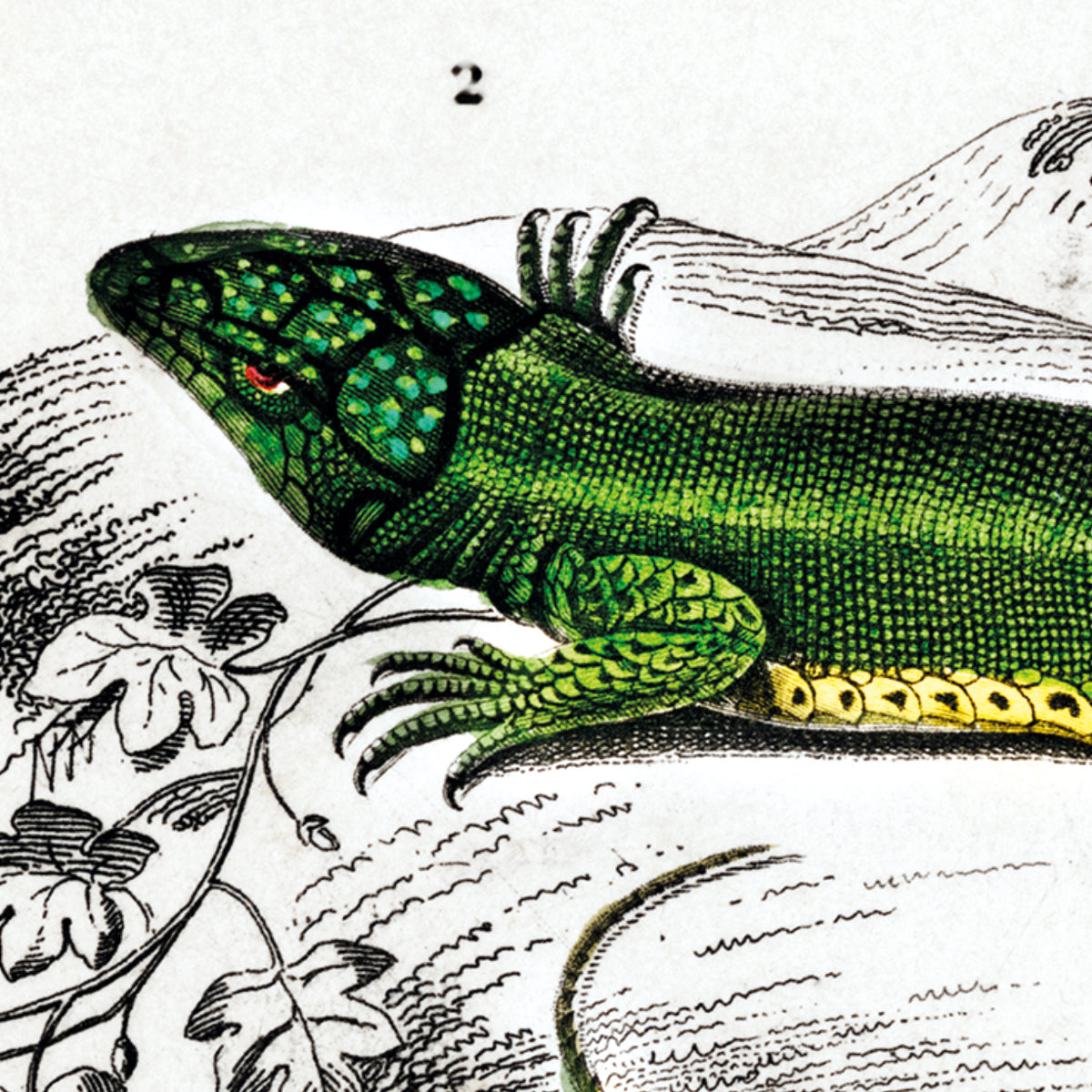 Green Lizard