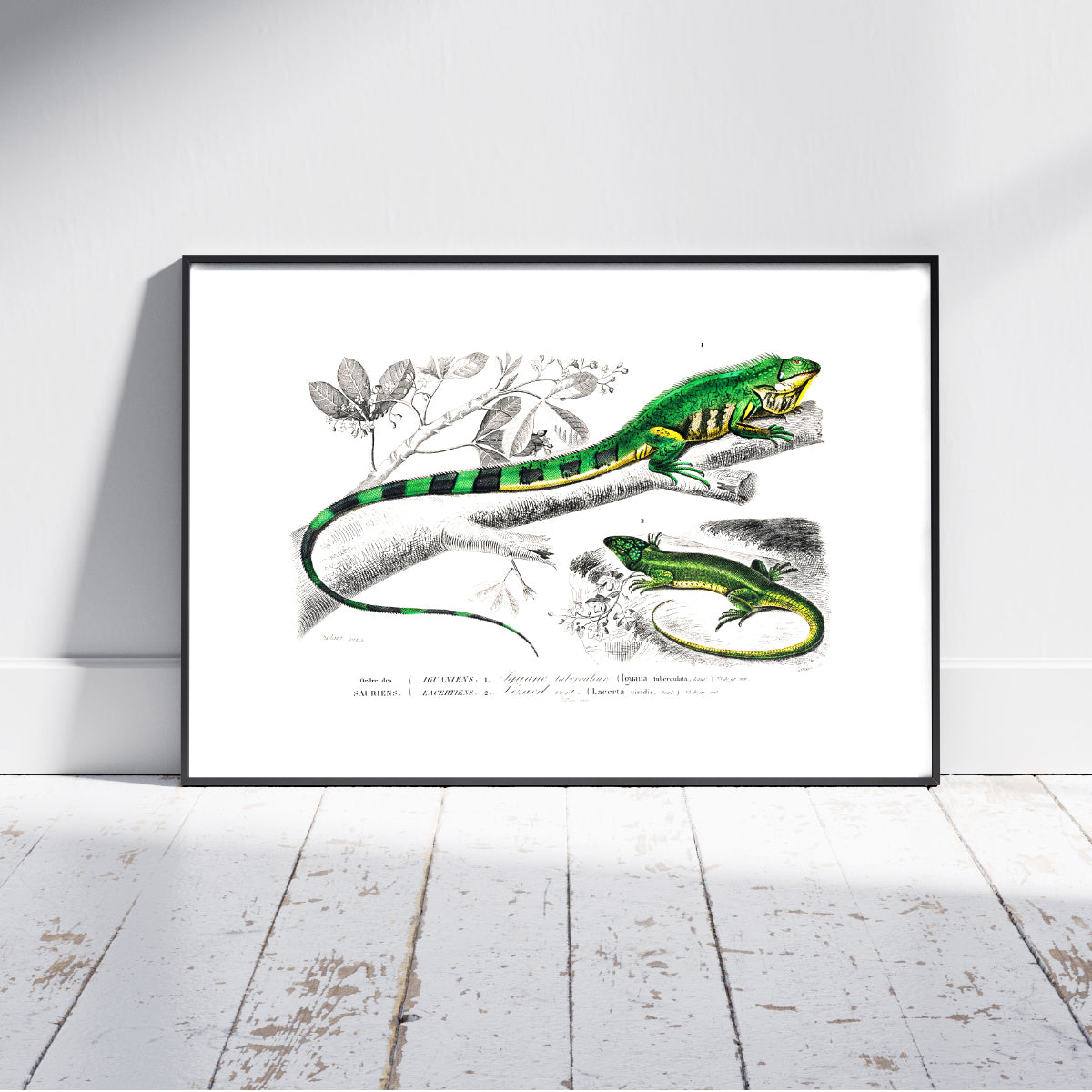 Green Lizard