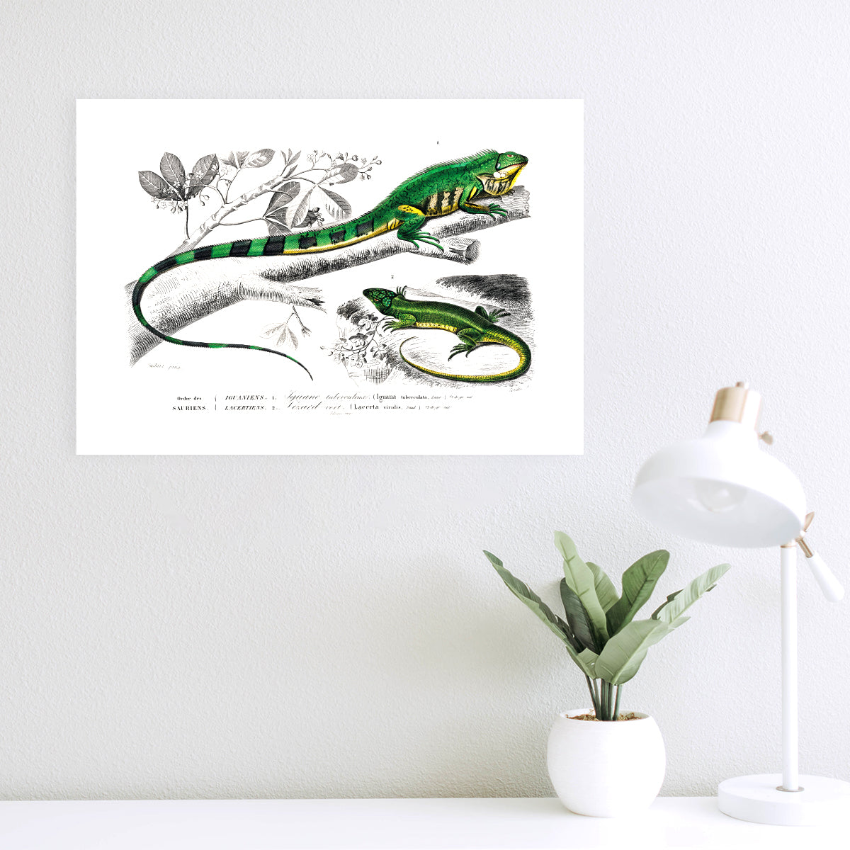 Green Lizard