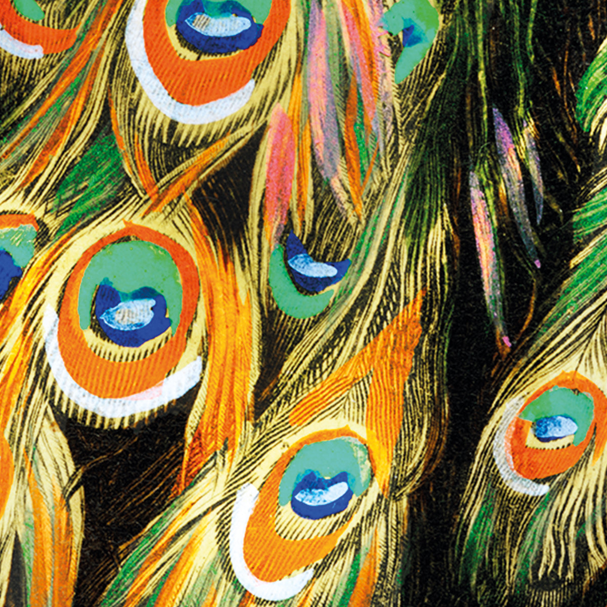 Indian peafowl - Pavo Cristatus