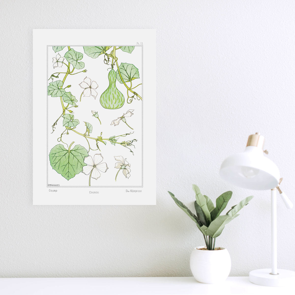 Courge (Courd) - #13