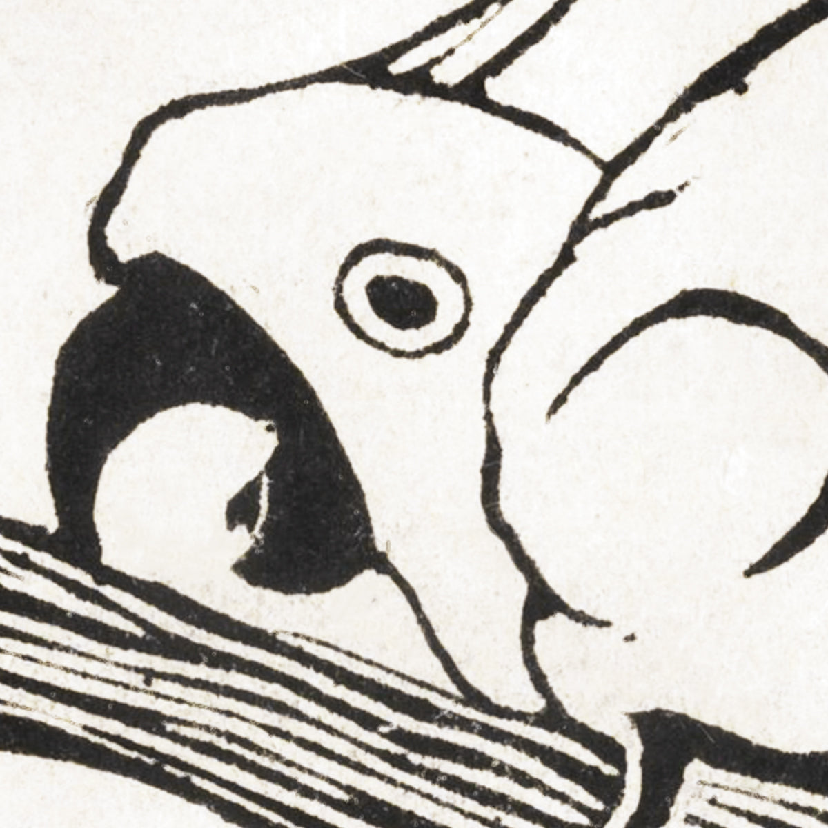 Screaming Cockatoo