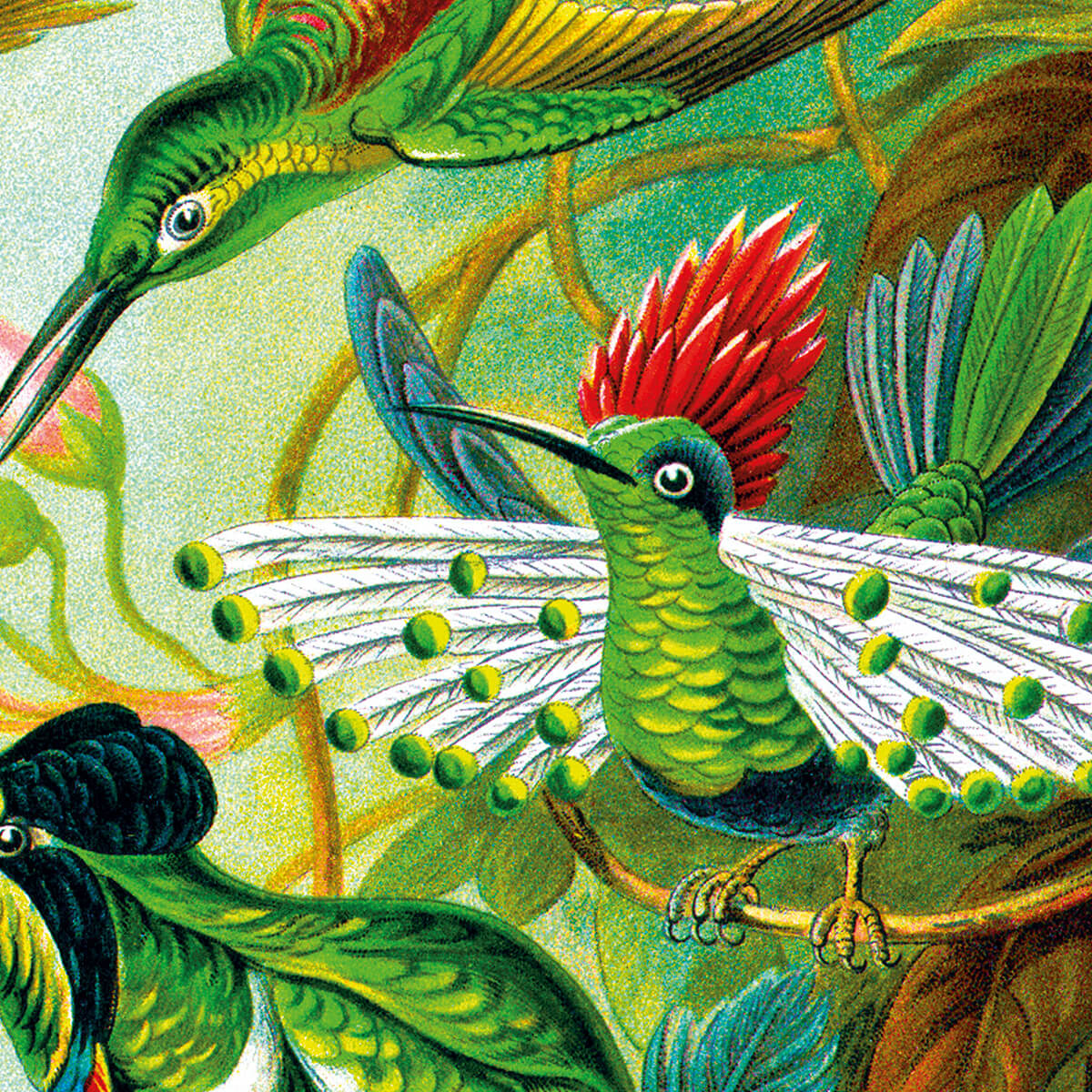 Trochilidae - Hummingbirds