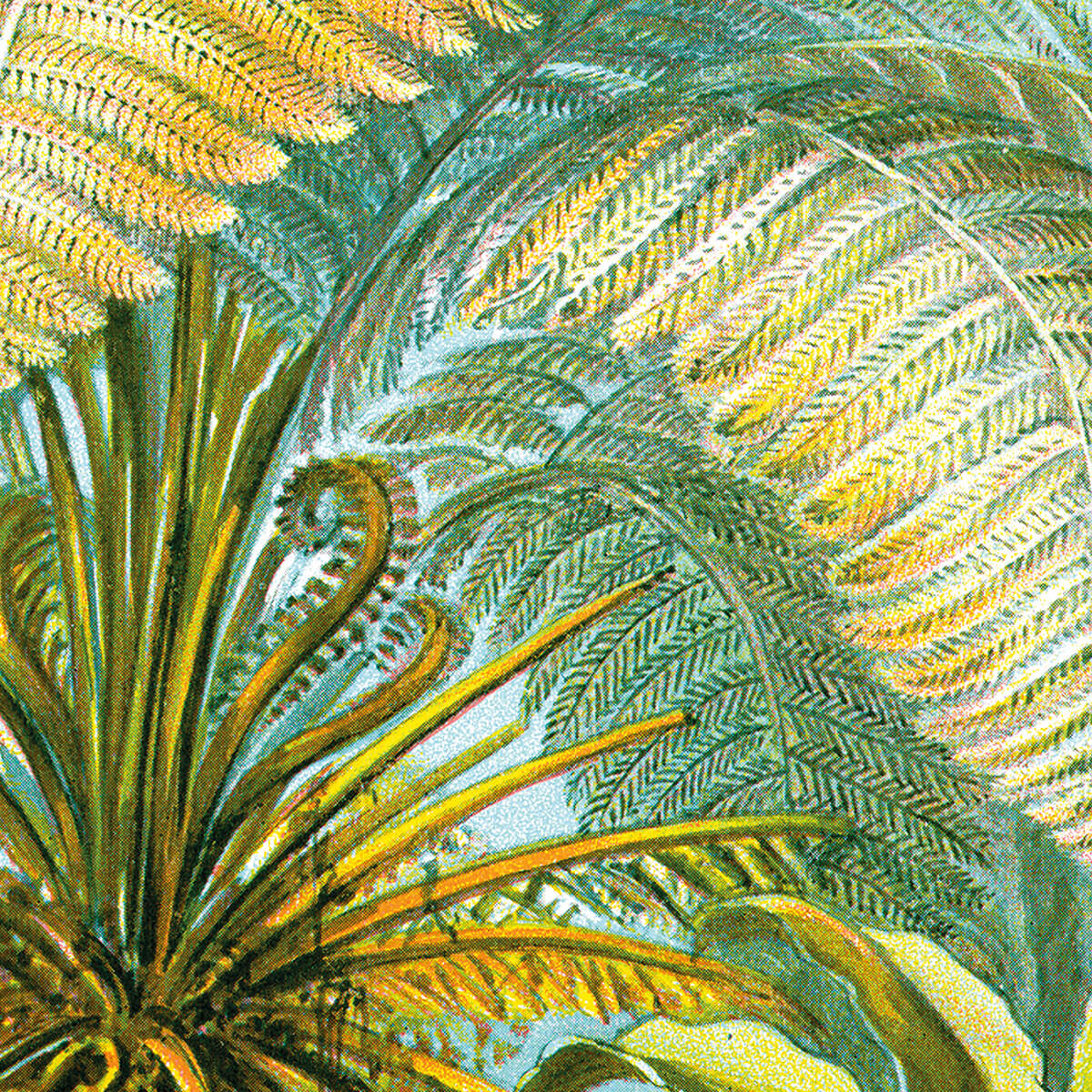 Filicinae - Fern