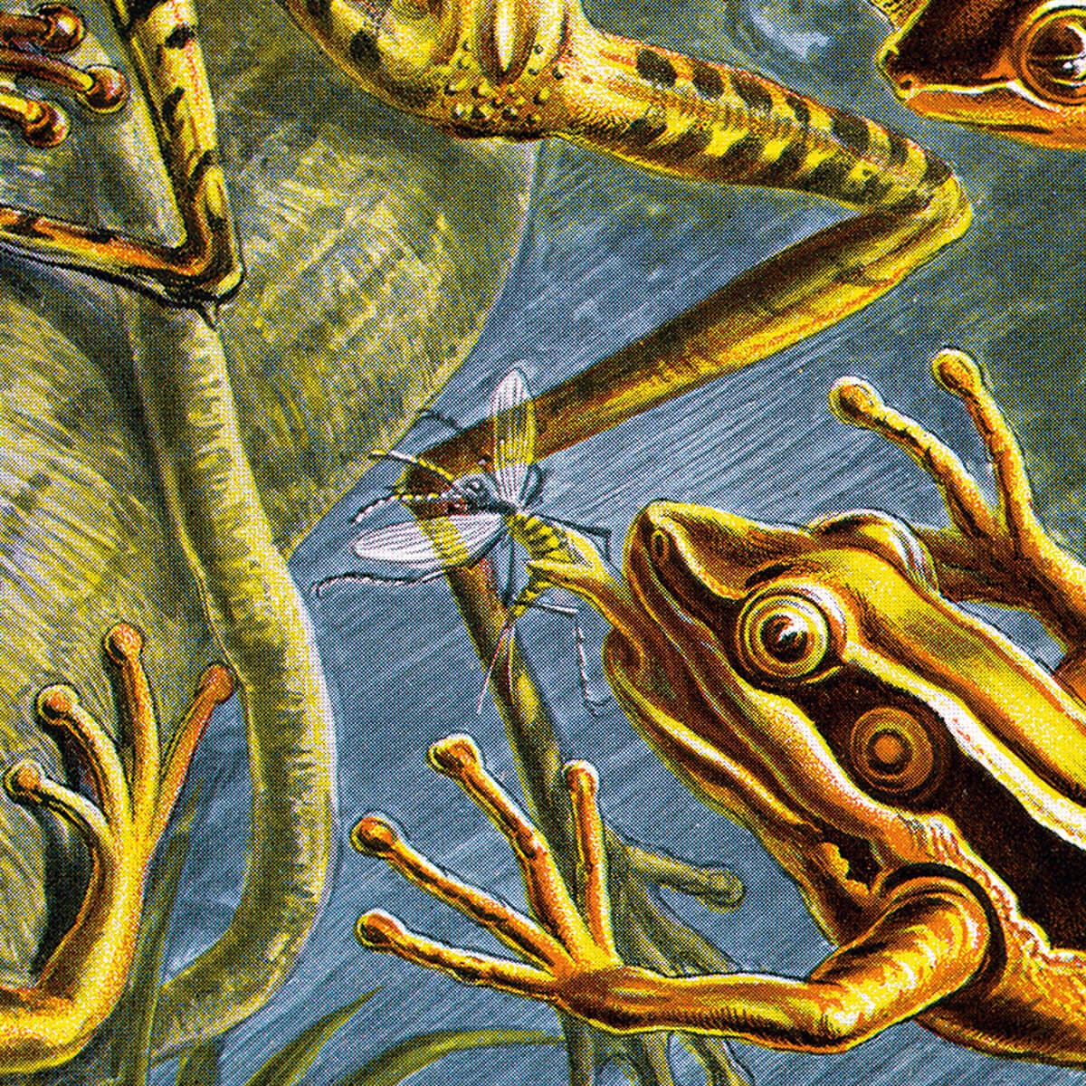 Batrachia - Frogs