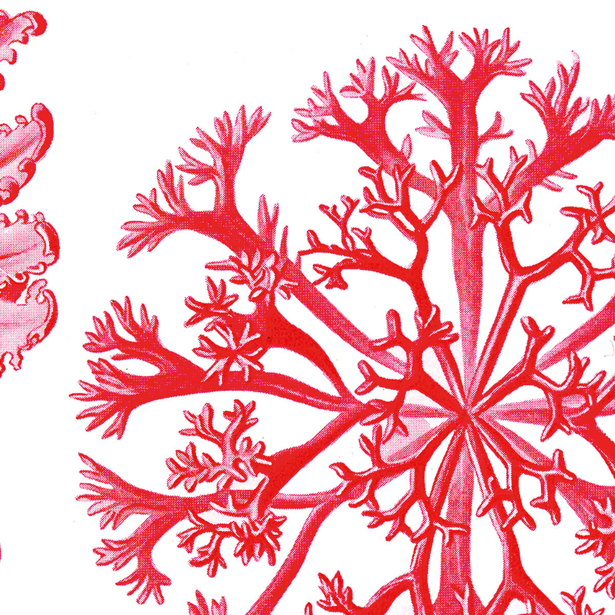 Florideae - Delesseria - Algae
