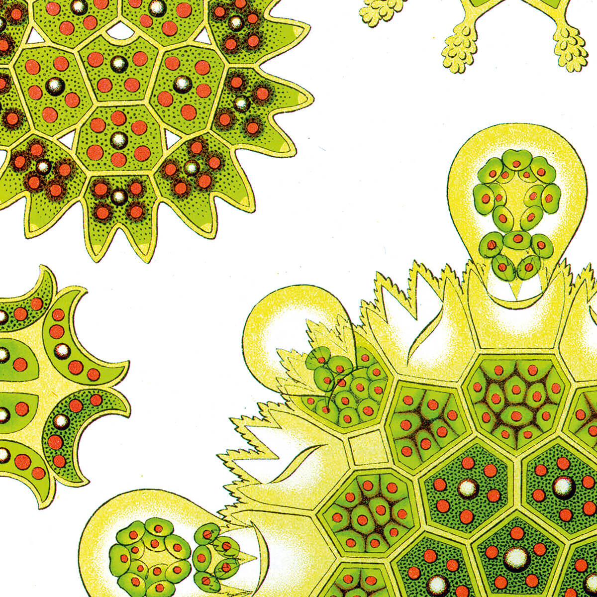 Melethallia - Algae