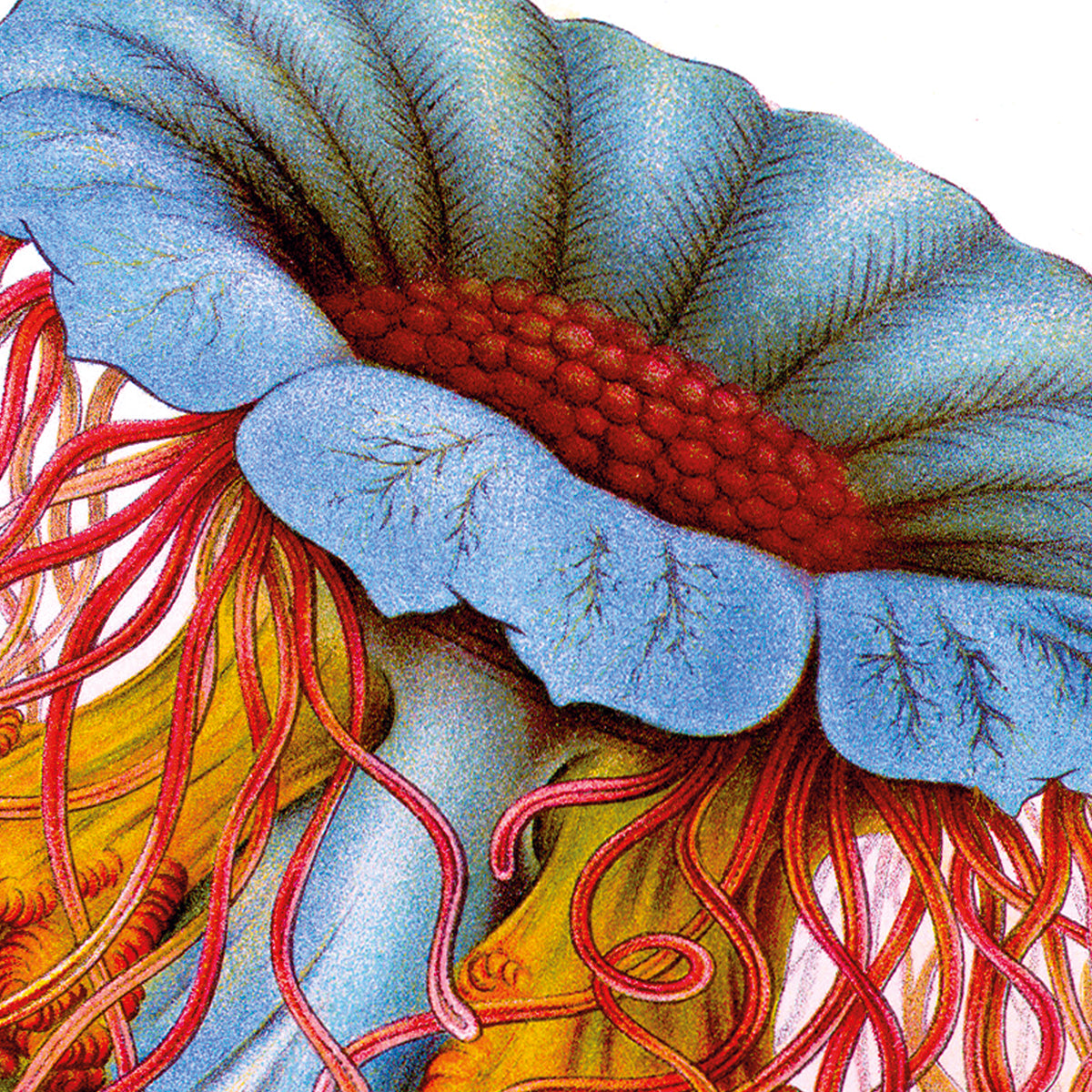Discomedusae – Jellyfish