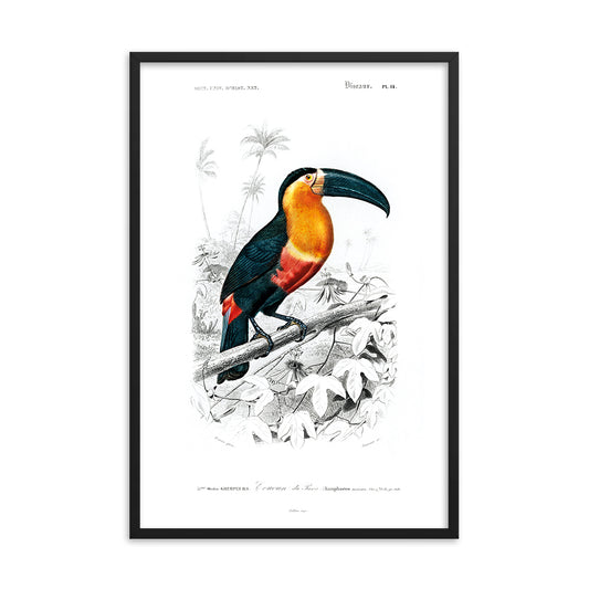 Toucan