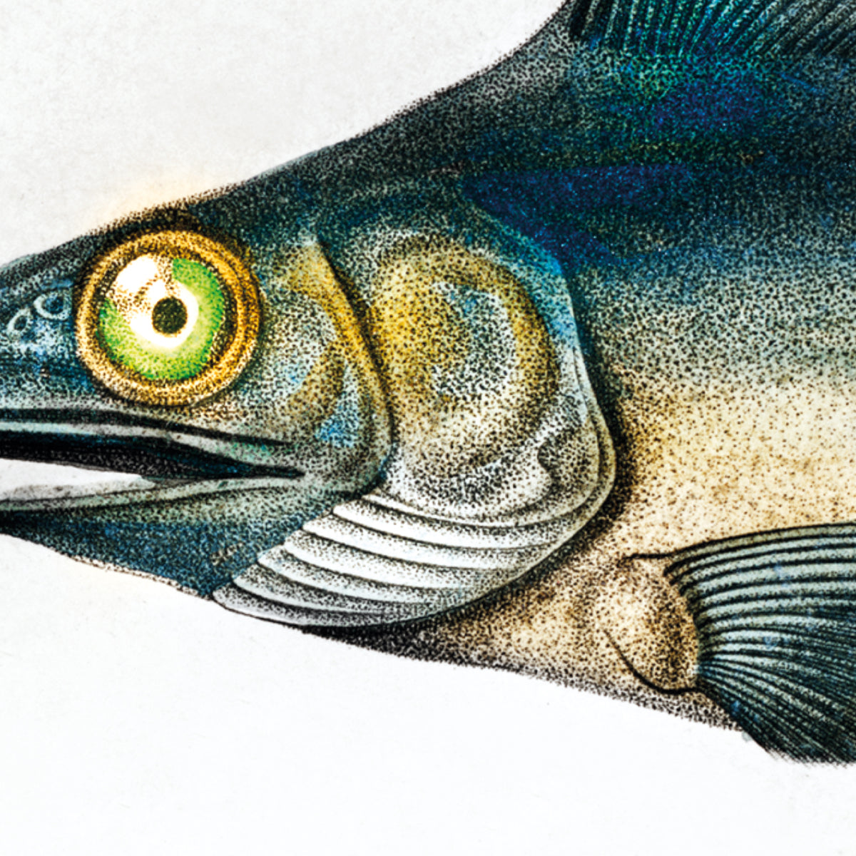 Types of Fishes