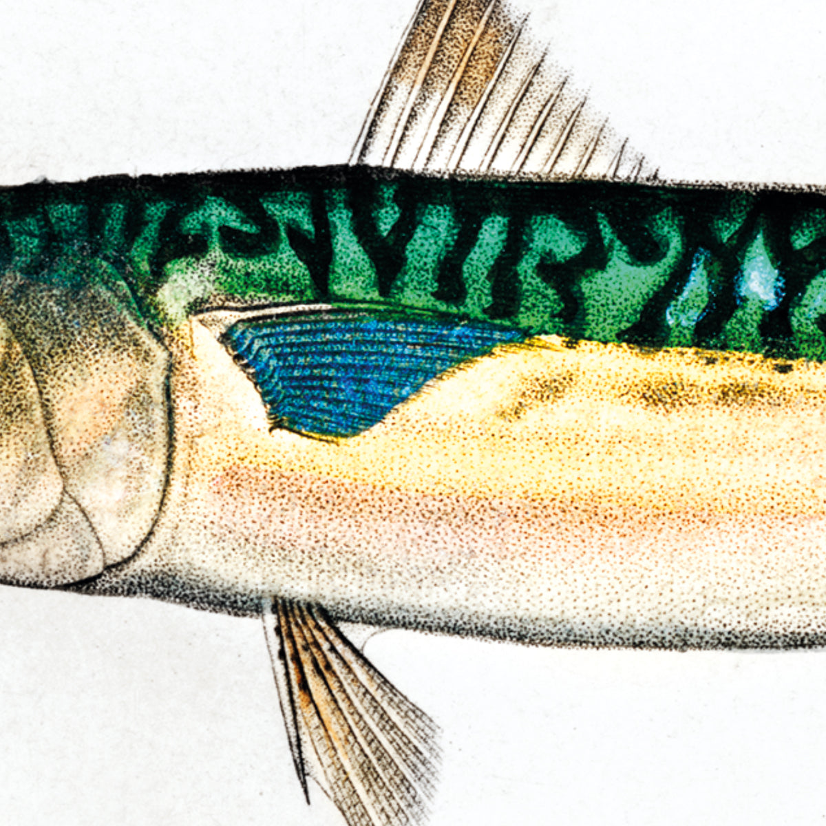 Types of Fishes